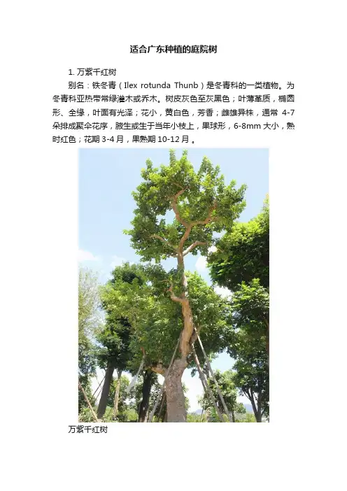 适合广东种植的庭院树