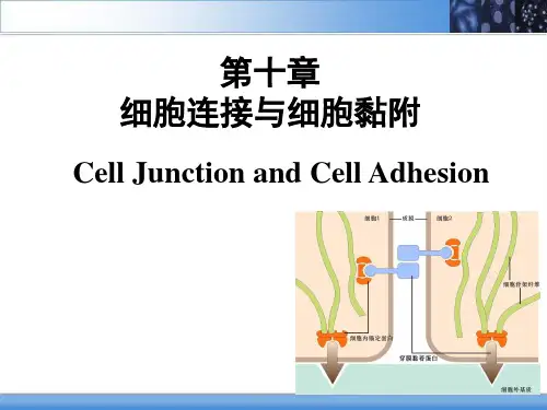 细胞连接与细胞黏附ppt课件