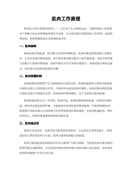 肌肉工作原理