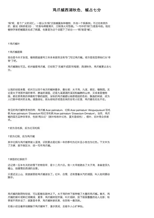 鸡爪槭西湖秋色，槭占七分