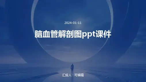脑血管解剖图ppt课件