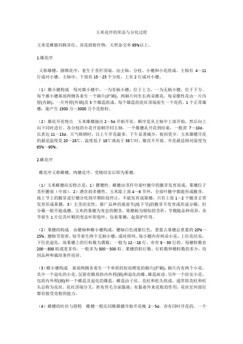 玉米花序的形态与分化过程
