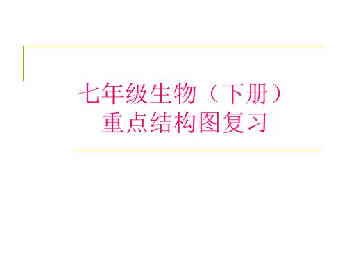 七年级生物((下册))重点结构图