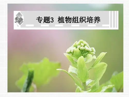 3.1菊花的组织培养 高二生物选修一