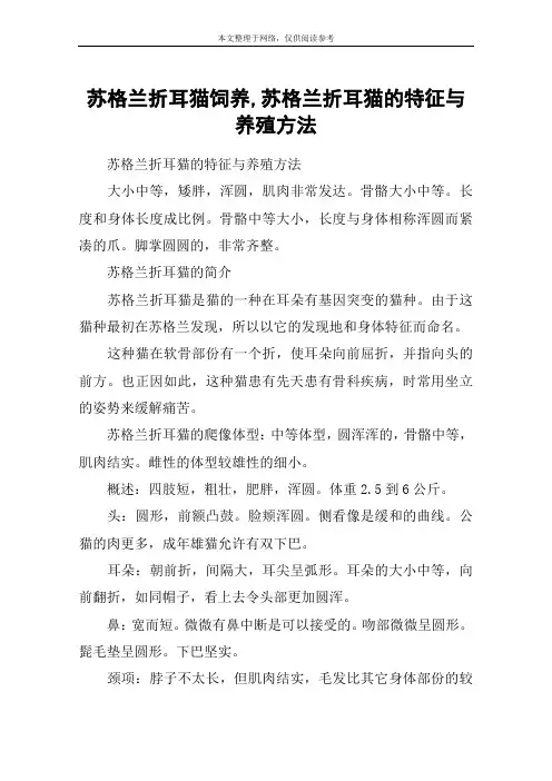 苏格兰折耳猫饲养,苏格兰折耳猫的特征与养殖方法