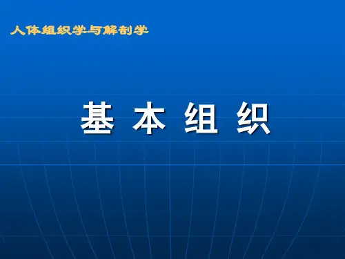 上皮组织.ppt