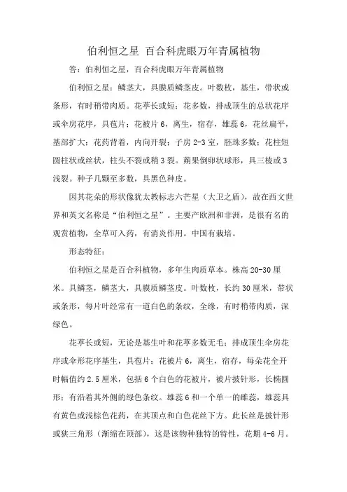 伯利恒之星 百合科虎眼万年青属植物