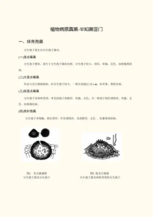 植物病原真菌-半知菌亚门—球壳孢菌