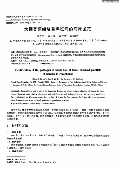 大棚香蕉组培苗黑斑病的病原鉴定