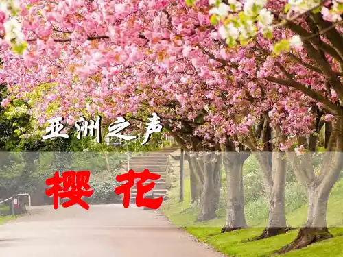 八年级音乐上册 《樱花》PPT课件
