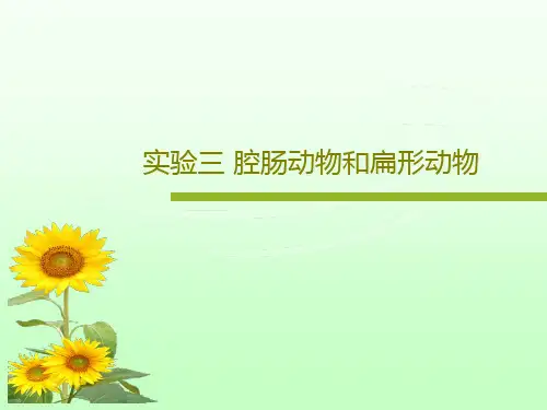 实验三 腔肠动物和扁形动物共44页文档