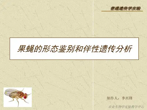 果蝇的形态鉴别和伴性遗传分析