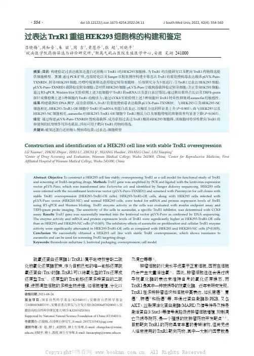 过表达TrxR1重组HEK293细胞株的构建和鉴定