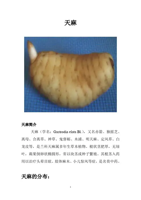 天麻介绍