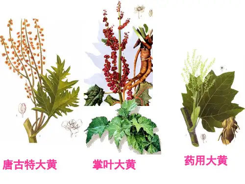 大黄RheiRadixetRhizoma共87张幻灯片