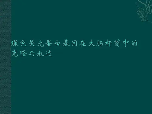 绿色荧光蛋白基因在大肠杆菌中的克隆与表达