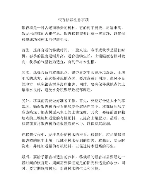 银杏移栽注意事项