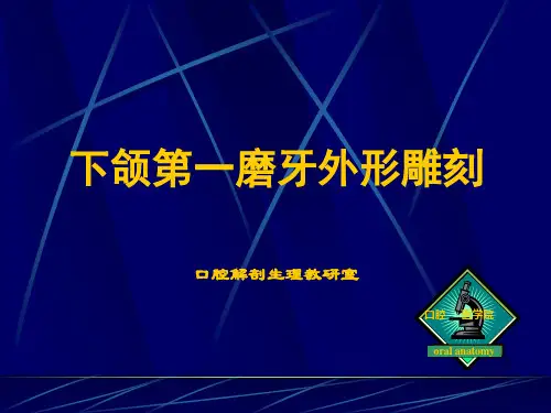 下颌第一磨牙外形雕刻 PPT课件