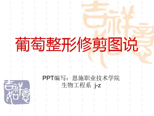 葡萄整形修剪图说