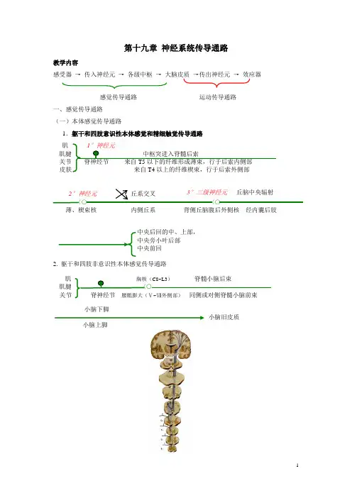 吉林省-《人体解剖学》电子教案——神经系统传导通路(人卫版)