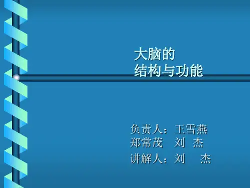 大脑的结构与功能