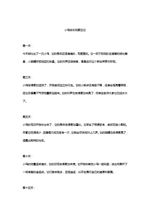 小鸡成长观察日记