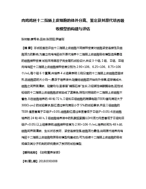 肉鸡鸡胚十二指肠上皮细胞的体外分离、鉴定及其原代培养吸收模型的构建与评估