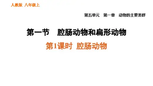 1.1.1 腔肠动物-2020秋人教版八年级上册生物课件(共24张PPT)