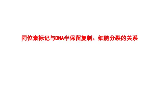 高中化学-同位素标记与DNA半保留复制、细胞分裂的关系