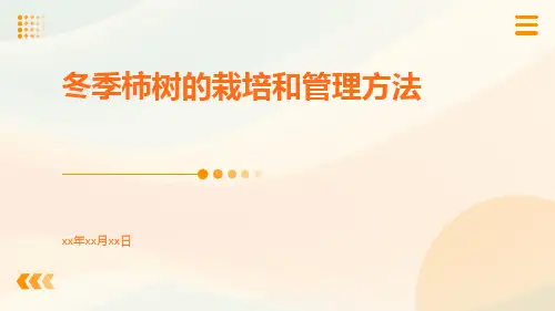 冬季柿树的栽培和管理方法