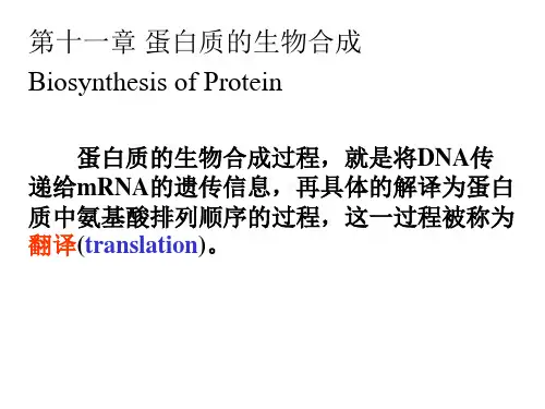 高中生物竞赛蛋白质的生物合成课件