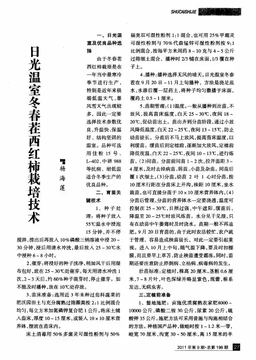日光温室冬春茬西红柿栽培技术