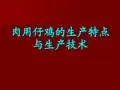 肉用仔鸡的生产特点与生产技术