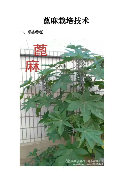 蓖麻栽培技术