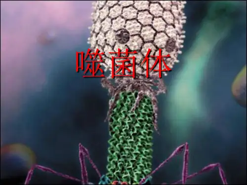噬菌体