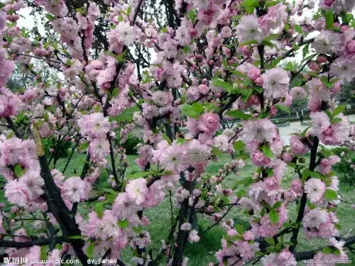 20.花的勇气课件(公开课)