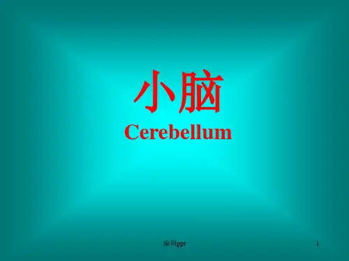 人体解剖学教学课件17小脑