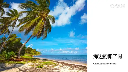 美术课件-水粉《海边的椰子树》