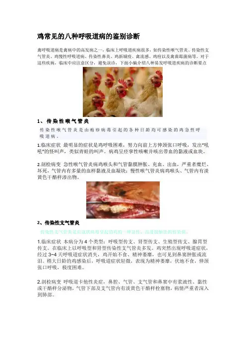 鸡常见的八种呼吸道病的鉴别诊断