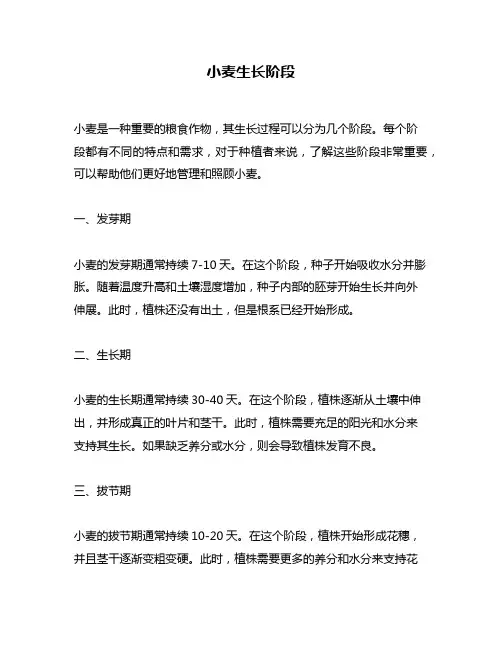 小麦生长阶段