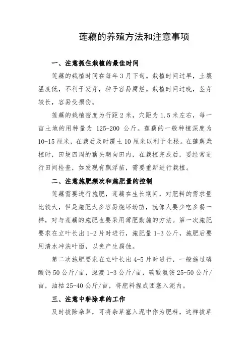 莲藕的养殖方法和注意事项
