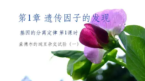基因的分离定律新授课ppt课件
