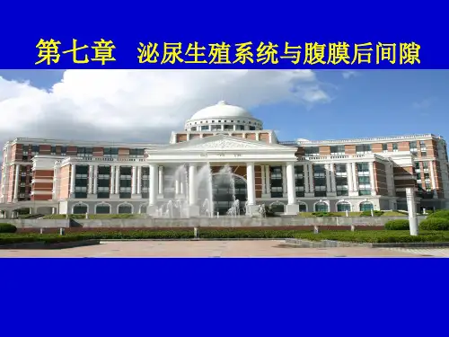 医学影像学：第七章    泌尿生殖系统与腹膜后间隙