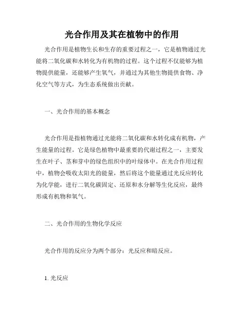 光合作用及其在植物中的作用