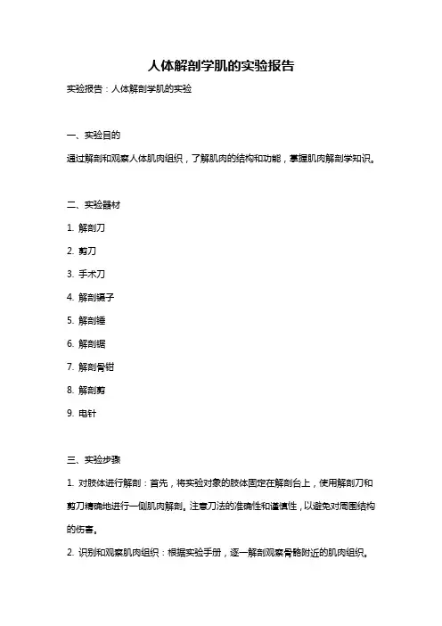 人体解剖学肌的实验报告