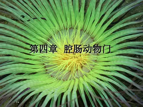 普通动物学课件腔肠动物门