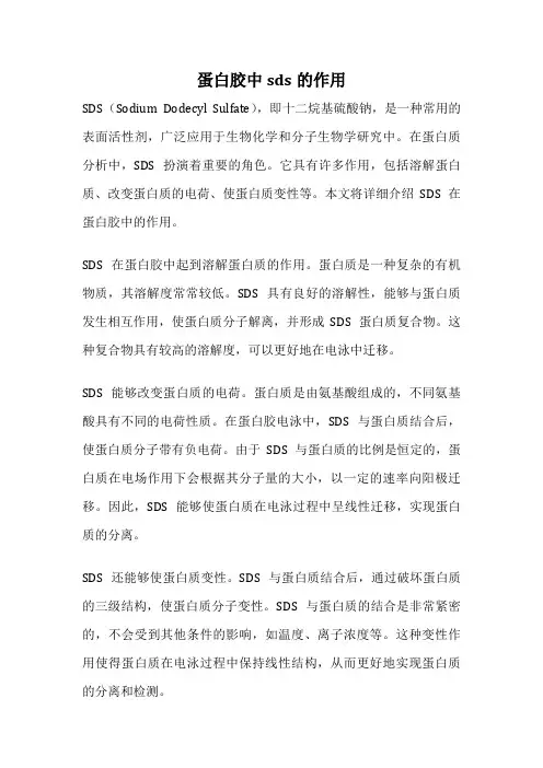 蛋白胶中sds的作用