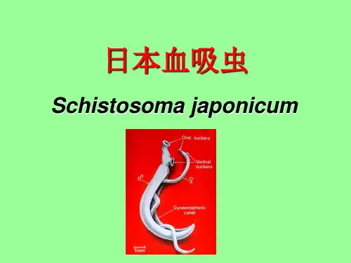 9日本血吸虫