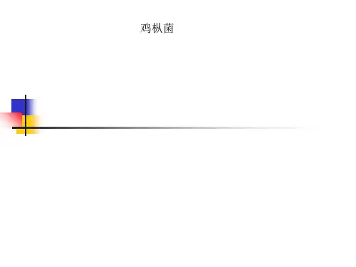 鸡枞菌