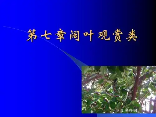 7章阔叶树